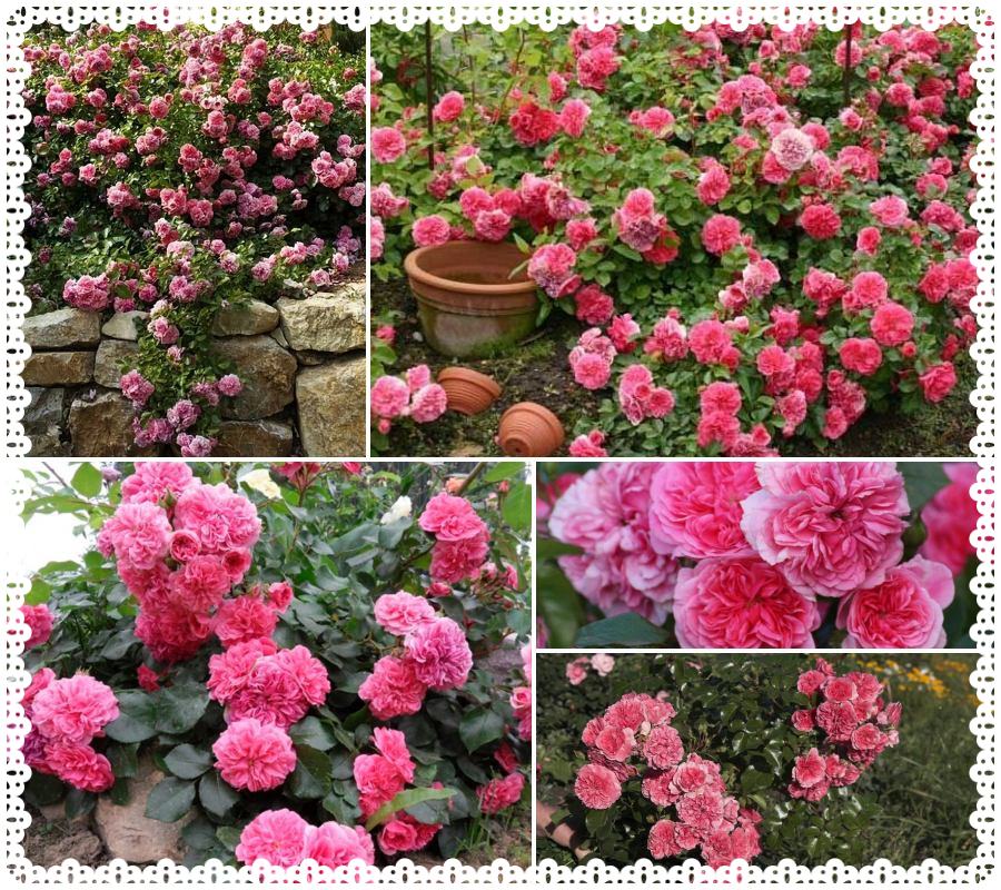 Pink Swany róża okrywowa